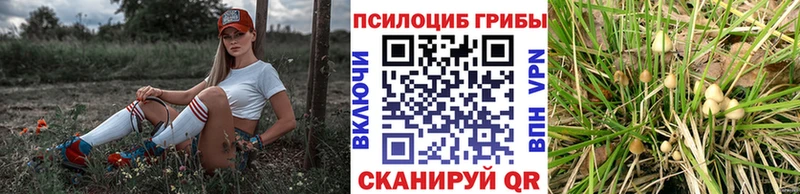 Псилоцибиновые грибы мицелий  где найти наркотики  Новоузенск 
